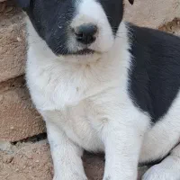 واگذاری سگ نگهبان