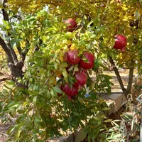 فروش زمین کارگاهی و باغ|فروش دفتر صنعتی، کشاورزی، تجاری|نجفآباد, شهدا|دیوار