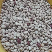 لوبیا چیتی