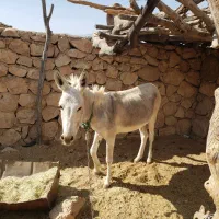 الاغ بارکش نر|حیوانات مزرعه|فیروزآباد (فارس), |دیوار