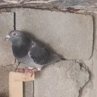 کبوتر