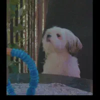 سگ شیتزو|سگ|فردیس, سرحد آباد|دیوار