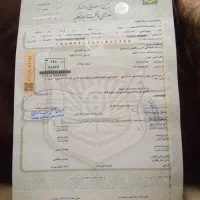 موتورسیکلت انژکتوری پروازمدل۱۴۰۲|موتورسیکلت|اسلام‌شهر, شهرک مفیدی|دیوار