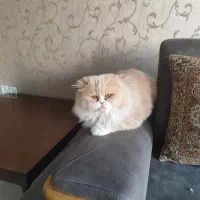 گربه پرشین سوپرفلت