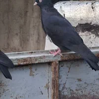 کفترماده اراکی وسیاه|پرنده|شیراز, محراب|دیوار
