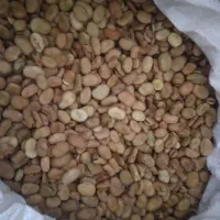 بذر باقالی