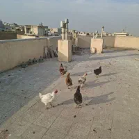 مرغ|حیوانات مزرعه|اصفهان, کوی امام جعفر صادق|دیوار