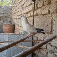 شیش عدد حیون نامبروان|پرنده|شازند, |دیوار