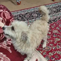 واگذاری پاپی اسپیتزماده|سگ|نجف‌آباد, بازار|دیوار