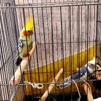 جفت عروس هلندی جوان مولد کارداده با قفس کامل|پرنده|شیراز, ریاستی|دیوار