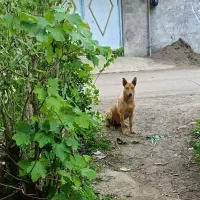 اصل و نژاد دار، پدر و مادر اسمی در شرق گیلان