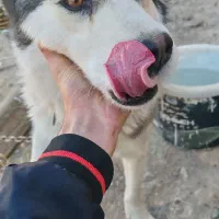 سگ هاسکی ماده