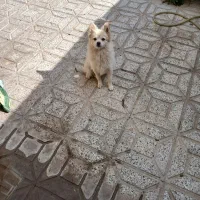 سگ پامرانین