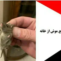دفع موش بدون بو
