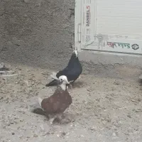 کفتر|پرنده|قم, شهدا|دیوار