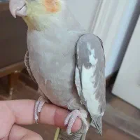 ماده فول رام|پرنده|بابل, |دیوار