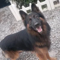 واگذاری سگ ژرمن