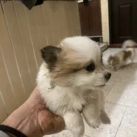 سگ پامر واگذاری