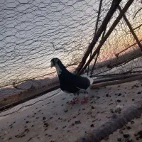 کفتر|پرنده|ماهان, |دیوار