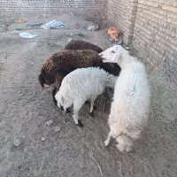 3تا میش بره دار بره درشت