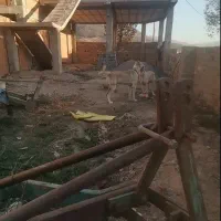 سگ الابای 2ساله|سگ|آزادشهر, |دیوار