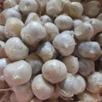 موسیر بذری