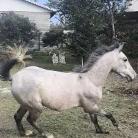 کره کیمیا قدوسی اصفهان