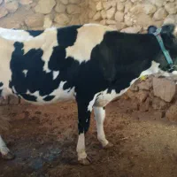 فروش گاوداشتی|حیوانات مزرعه|سر آسیاب یوسفی, |دیوار