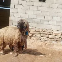 نرمیش ترکی اصلی