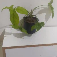 گل های آپارتمانی|گل و گیاه طبیعی|گرگان, |دیوار