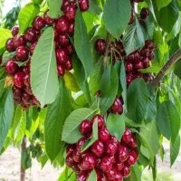 باغ گیلاس استخر دار