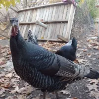 مرغ و بقلمون محلی اصل