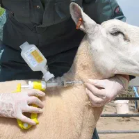 تزریق واکسن تب برفکی  هشدار به دامداران