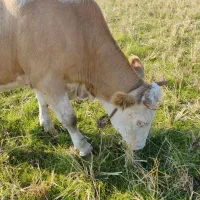 گاو سیمینتال شکم دار لیشه|حیوانات مزرعه|کیاشهر, |دیوار