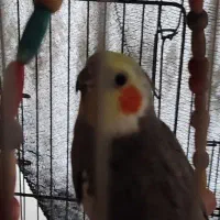 عروس هلندی نر