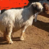 میش بختیاری