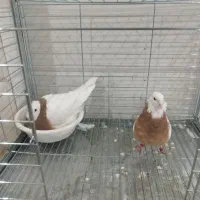 طوقی لطفاً بخوانید