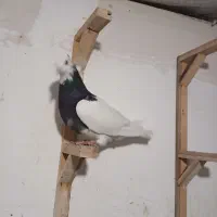 طوقی سیاه ماده|پرنده|مشهد, کارمندان دوم|دیوار