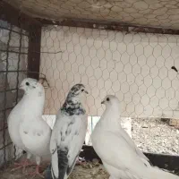 کفتر|پرنده|اصفهان, شهریار|دیوار