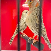 جفت قناری نژاد توپاژ اصیل