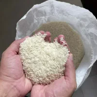 برنج هاشمی امساله