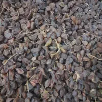 کشمش افتابی