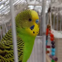 مرغ عشق کاملا رام و سخنگو