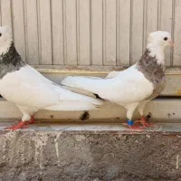 طوقی|پرنده|اهواز, کوی طلاب|دیوار