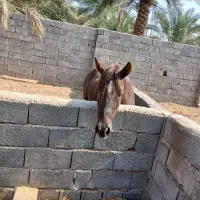 اسب نژاد کرد عرب|اسب و تجهیزات اسبسواری|بم, |دیوار