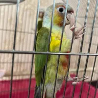 طوطی گرنچیک|پرنده|اهواز, یوسفی|دیوار