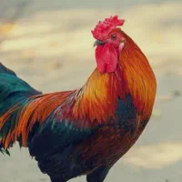 جوجه خروس محلی