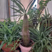 کاکتوس ماداگاسکار