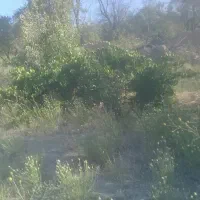 تکان دادن گردو
