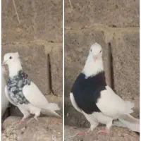 کبوتر طوق|پرنده|سیسخت, |دیوار